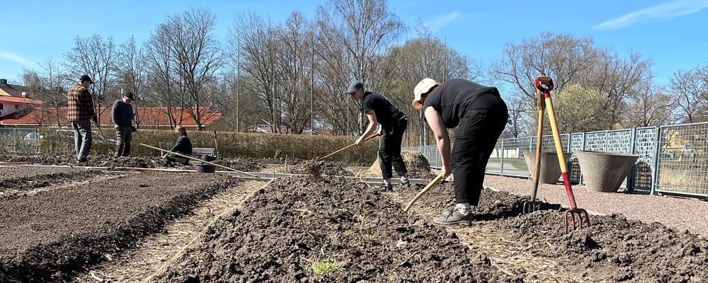 Studenter förbereder odlingsbäddarna för vårens och sommarens odling med krattor, foto.