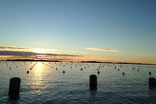 Algodling i havet